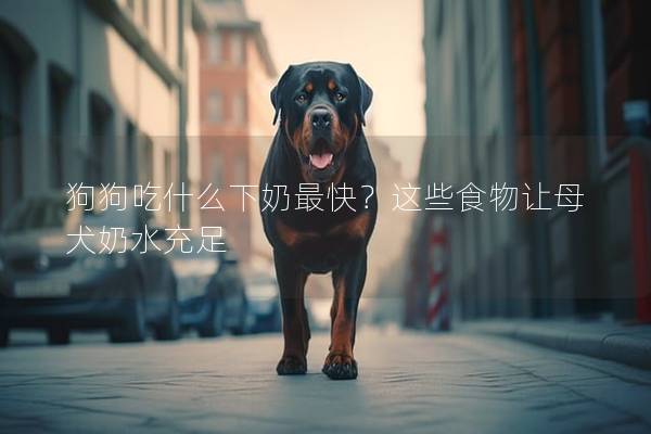 狗狗吃什么下奶最快？這些食物讓母犬奶水充足